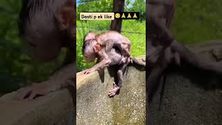 monkey 🐒odisha oldsong salamat rahe Dostana hamaranaturelovers nature Anshuman pandit ✨ [upl. by Akahs]