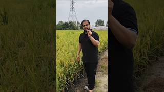 🔴Rice Plants Inflorescence🌾Important Concept shortsfeed ytshorts tarunsir ytshortsfeature neet [upl. by Mathias512]