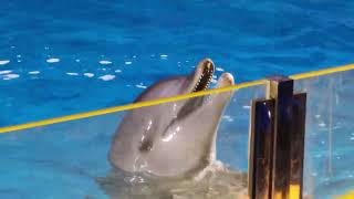 Jeddah Dolphin Show  Fakieh Aquarium  Travel Saudi [upl. by Moria]