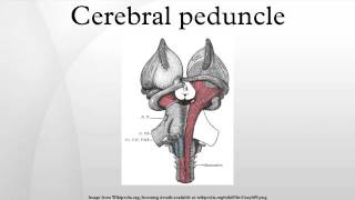 Cerebral peduncle [upl. by Hannad]