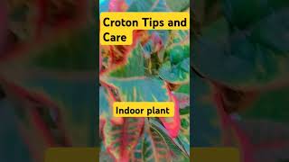 Croton tips and care best indoorplantindoor plantsgardening gardenindoorgardens tips and care [upl. by Ester]