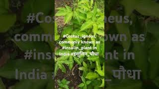 Costusigneus commonly known as insulinplant in India इंसुलिनपौधा [upl. by Ordep225]