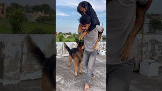 Rottweiler Daisy aaj Bhi apne papa ke leyay bache ha 🤗🥰 rottweiler shorts petlover love [upl. by Case]