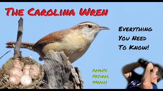 The Carolina Wren Everything You Need to Know [upl. by Ayatan]