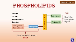 5 Phospholipids  Lipid Chemistry 5  Biochemistry  NJOY Biochemistry [upl. by Enerahs352]