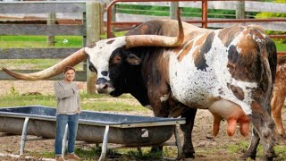 WORLDS BIGGEST TEXAS LONG HORN CATTLE  BIGGEST BULLS amp COWS [upl. by Dnalyag]