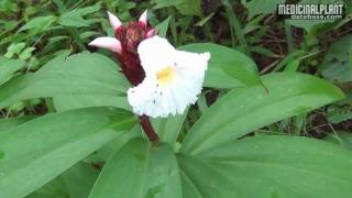 Costus speciosus [upl. by Aneeles]