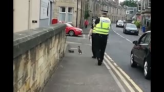 Patos cruzan la calle gracias a que fueron escoltados [upl. by Lletnom]