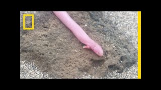 Bizarre Legless Lizard Has TRex Arms  National Geographic [upl. by Leirud70]