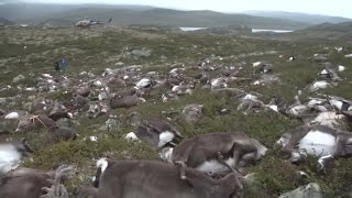 More Than 300 Reindeer Are Killed By Single Lightning Strike [upl. by Rasla]