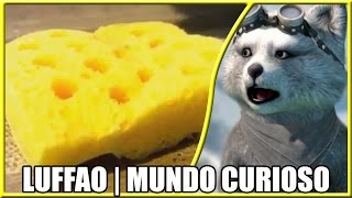 REACT  10 VÍDEOS MAIS VICIANTES DO MUNDO 1 Luffão  Mundo Curioso [upl. by Yenffad]