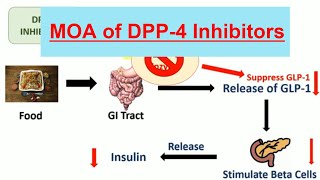 DPP 4 Inhibitors amp Their mechanism of action in Hindi  Teneligliptin  Vildagliptin [upl. by Shaeffer]