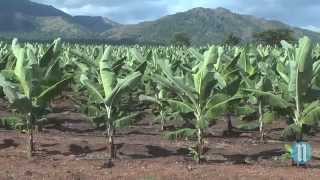 Haïti parie sur la banane avec Agritrans [upl. by Dur13]