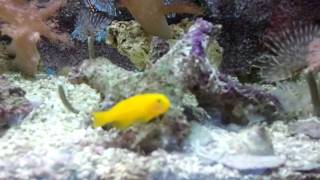 Featured Fish Yellow Clown Goby [upl. by Rior738]