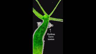 Hydra freshwater animals [upl. by Arnaud764]