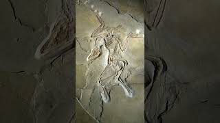 Archaeopteryx The First Bird [upl. by Caril]