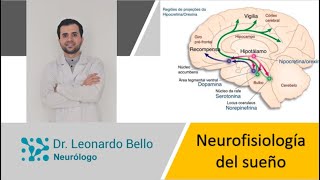 Neurofisiología del sueño ¿por qué dormimos [upl. by Ambrosi956]