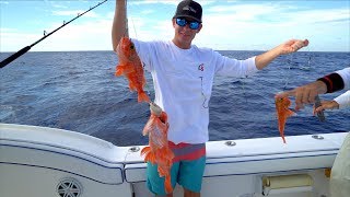 UNFAIR Fishing Rig Catch Clean Cook  Blackbelly Rose Fish Deep Drop [upl. by Aurel]