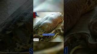 Man discovered a huge snake pit and was shocked for what he found at the bottom part 2truestory [upl. by Ninaj222]