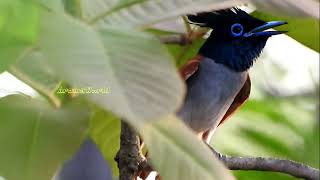 Bird Call  Paradise Flycatcher [upl. by Ax808]