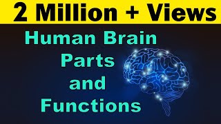 Human Brain  Parts amp Functions  Cerebrum amp Cerebellum  Biology  LetsTute [upl. by Nuaj]