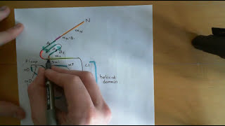 G Protein Coupled Receptors Part 4 [upl. by Trubow]