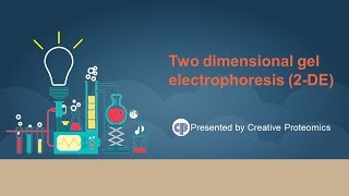 two dimensional polyacrylamide gel electrophoresis [upl. by Aihsa]