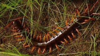 Centipede Molting HD [upl. by Kcirdle]