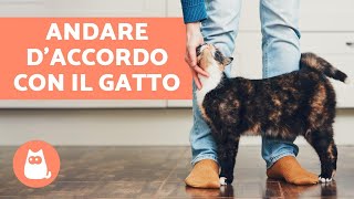 10 TRUCCHI per andare daccordo con il GATTO in casa [upl. by Ilat]