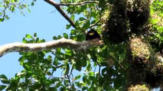 Montezuma Oropendola Colony Nesting at La Selva Biological Station Costa Rica [upl. by Hajar387]