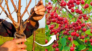 How to Prune Cherry Trees for Maximum Production [upl. by Alpers785]