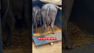 Sansaniwal Dairy Farm📱9812301213📱 buffalo farming dairy animals cow murrah dairyfarm agri [upl. by Notxap]