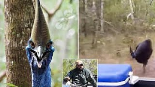 Cassowary chases wildlife rangers at Wuthathi Country on Northern Cape York Peninsula [upl. by Naesad]