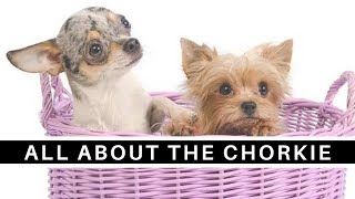 All About the Sweet and Sassy Chorkie Chihuahua Yorkie mix [upl. by Hayyifas]