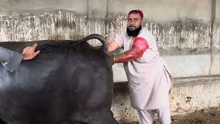 یہ ویڈیوں بچے اور خواتین نہ دیکھئے بلی گبن نکلی شکر الحمدالیلہ cowvlog unfreezmyaccout [upl. by Fredra88]