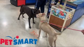 My Pitbull Almost Got Us Banned From Petsmart 😨🤦‍♂️ [upl. by Ayrolg487]