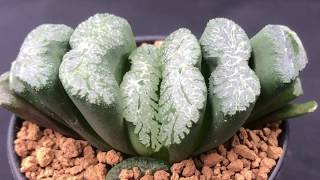 Haworthia truncata Collection  How to grow these succulents and Haworthia varieties [upl. by Raimund474]