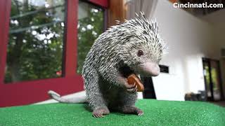 Rico the Cincinnati Zoo porcupine is going viral for his adorable snacking [upl. by Mafala302]