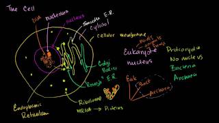 Parts of a cell [upl. by Calica]