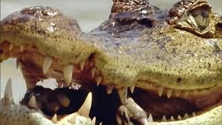 Caiman vs Capybara vs Anaconda  Amazon  BBC Earth [upl. by Giff]