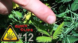 QC12  Touch Sensitive Plant Mimosa Pudica [upl. by Prud912]