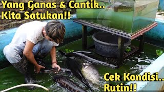 KOLAM TERASA SEMPIT KUMPULKAN SEMUA IKAN MONSTER SAAT KOLAM DIKURAS [upl. by Anilorac825]