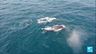 Les baleines à bosse quittent l’Antarctique pour rejoindre le Gabon • FRANCE 24 [upl. by Niveek264]