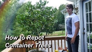 How to Repot a Container Tree Repotting the Kaffir Lime Citrus Trees in the Container Garden [upl. by Elijah194]