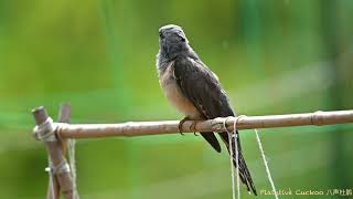 八声杜鹃 Plaintive Cuckoo singing in the rain [upl. by Sebastiano]