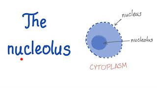 The Nucleolus the small nucleus [upl. by Angrist]