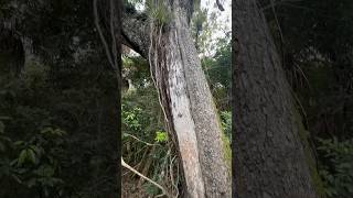 The largest living mahogany tree Swietenia mahogani in the United States is in the Everglades [upl. by Ana]