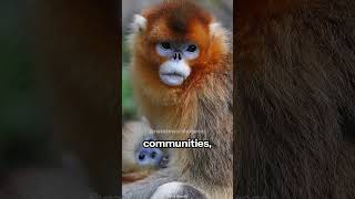 Golden SnubNosed Monkey  The BlueFace Monkey [upl. by Sirtimid274]