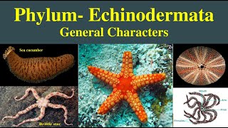 Echinodermata  General characters of phylum Echinodermata  Phylum Echinodermata [upl. by Darline373]