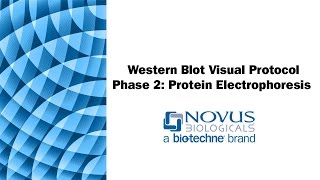 Western Blot Visual Protocol Phase 2 Protein Electrophoresis SDSPAGE [upl. by Anitsugua]